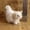 A, variant on Lifelike Cat Toy Realistic Animal Stuffed Model Soft Cuddly Friend for Kids and Children as Idea