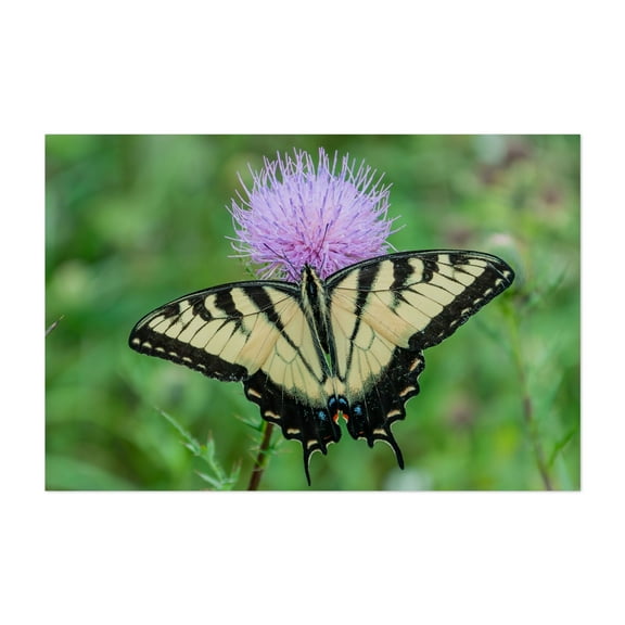 Beautiful Swallowtail Butterfly on Thistle, Virginia - Virginia Photography Butterfly Nature Insect Wildlife Floral Botanical Garden Unframed Wall Art Print 4 x 6 inches