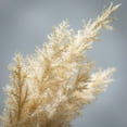 thumbnail image 2 of Sullivans Artificial Dried Tall Ecru-Hue Plume 43"H Off-White, 2 of 3