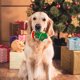 thumbnail image 5 of Juguetes para Perros Pequeños XWSHYW Sonajero Papel Menta Navidad, 5 of 6