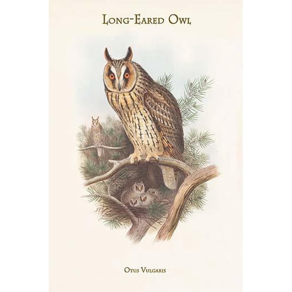Otus Vulgaris - Long-Eared Owl-Fine Art Canvas Print (20" x 30")
