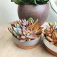 thumbnail image 2 of Element Live Succulent Garden in 5 in. Clay Pot with Accent Rim, Easy Plant Gift, Full Sun, 2 of 8