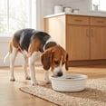 thumbnail image 3 of Vibrant Life Medium 4-Cup Stainless Steel Bone Textured Pet Bowl, White, 3 of 10