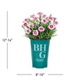 thumbnail image 3 of Better Homes & Gardens 2QT Multicolor Dianthus Pretty Poppers Kiss and Tell Live Perennial Plant Sun, 3 of 7