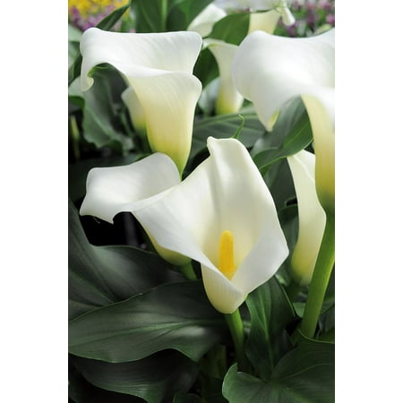ice dancer calla lily bulb plus hirt s bulb food grow indoors or out walmart com ice dancer calla lily bulb plus hirt s bulb food grow indoors or out walmart com