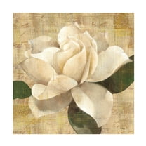 Trademark Fine Art 'Gardenia Blossom On Script' Canvas Art by Albena Hristova