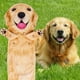 thumbnail image 5 of Decoración del hogar, toallas de mano, toallas faciales, toalla de mano para perros, cocina, baño, toalla para perros, toalla colgante de simulación, linda toalla de mano para mascotas, toalla de mano, 5 of 6