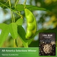 thumbnail image 5 of 2 Packs Fordhook Lima Bean Seeds - Butter Beans - Non-GMO Heirloom Annual Full Sun, 5 of 8