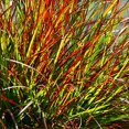 thumbnail image 2 of Burgundy Bunny Red Fountain Grass - Pennisetum - Gallon Pot, 2 of 3