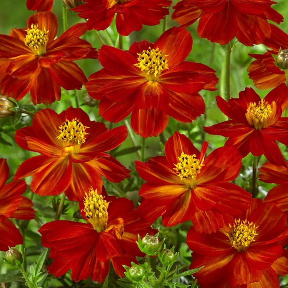 Outsidepride Cosmos Sulphureus Red - 2000 Seeds