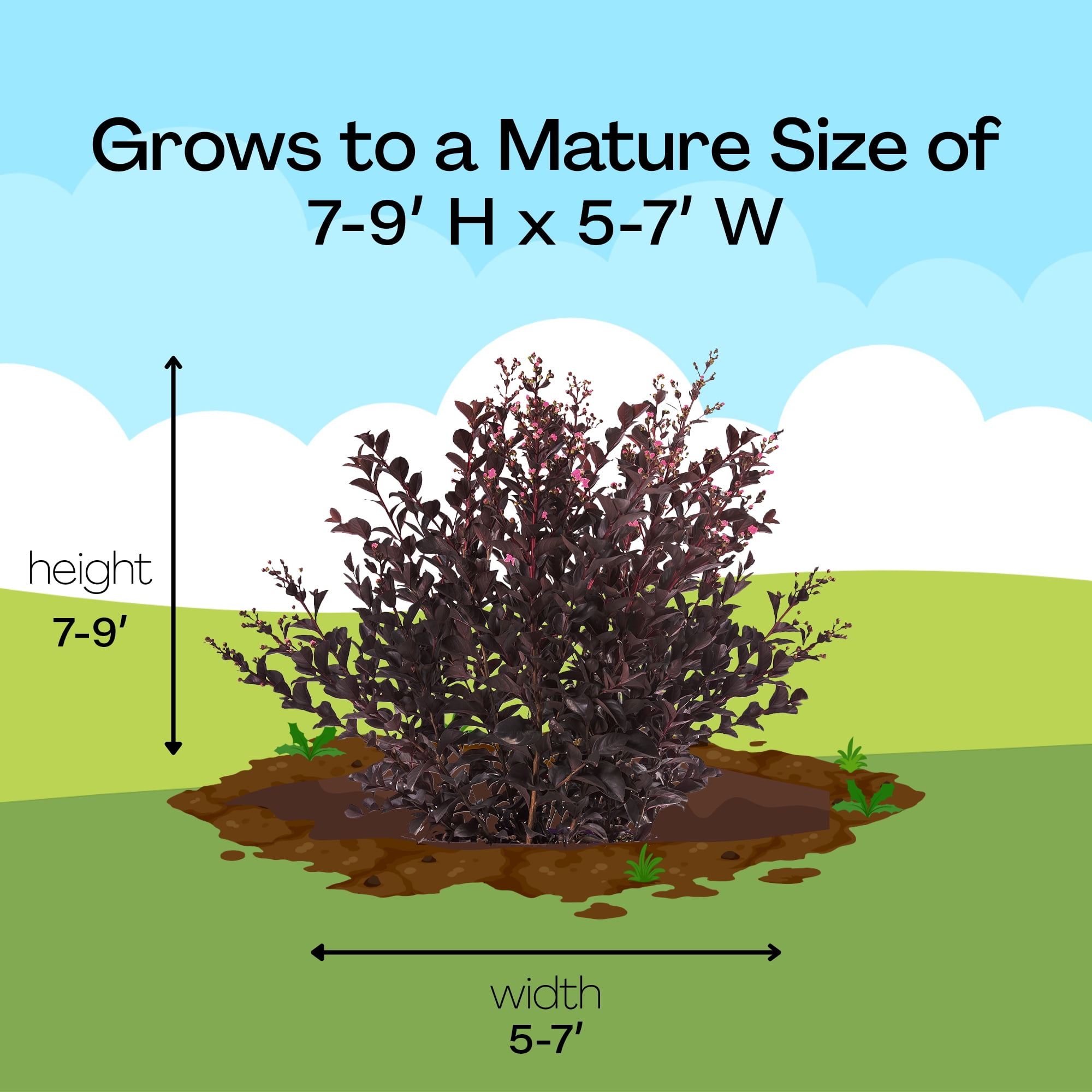 First Editions Shadow Magic Crape Myrtle Live Shrub in 2-Gallon Grower Pot