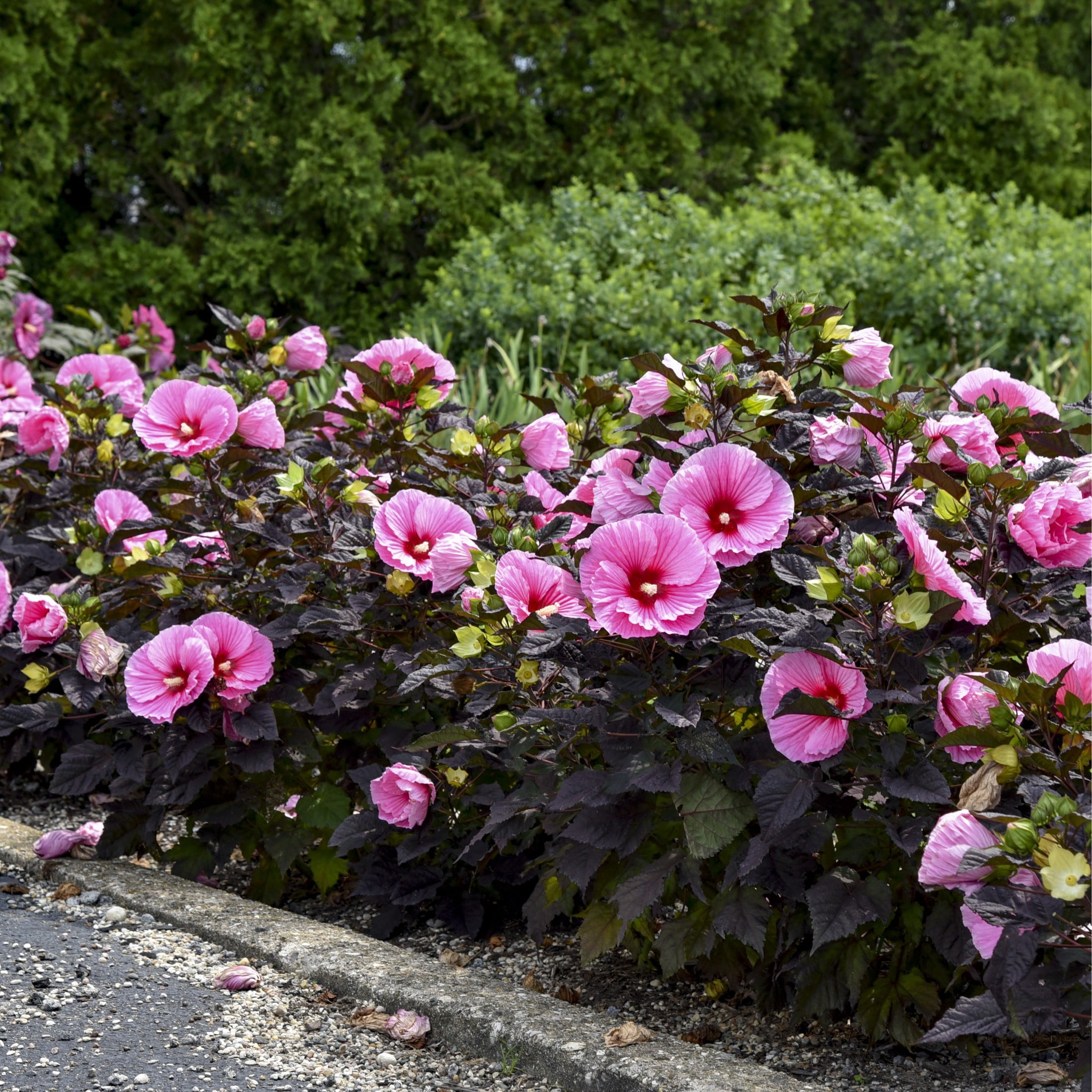 Proven Winners 18" Pink Summerific 'Edge of Night' Rose Mallow Live Plant in 8.88" Pot