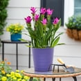 thumbnail image 4 of Island Blooms 3QT Multicolor Curcuma Live Annual Plant Decorative Pot Sun, 4 of 7