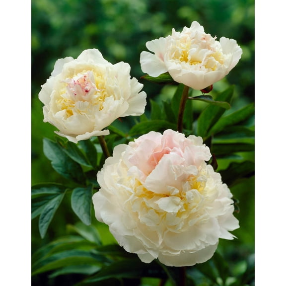 Blush Queen Peony - 1 root division