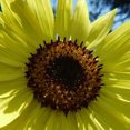 thumbnail image 2 of Sunflower Sungold Dwarf - 7 g ~500 Seeds - Non-GMO, Open Pollinated - Annual Sun Flower Gardening Seeds, 2 of 3