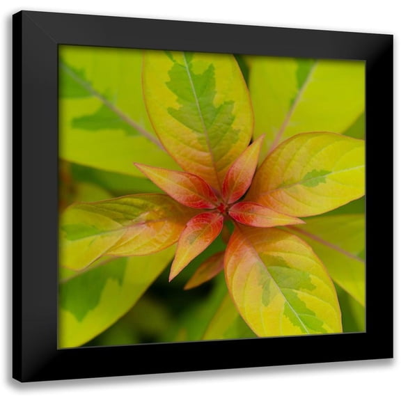 DeNardo, Laura 12x12 Black Modern Framed Museum Art Print Titled - Cropped Garden Leaves III