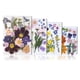 thumbnail image 5 of Cateissary Flores secas naturales Decoraciones de flores prensadas en relieve Tipo decorativo 3 Tipo 3 5piezas, 5 of 6