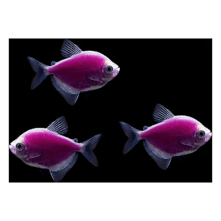 Glo Tetra , Asst. Colors - Elmer's Aquarium