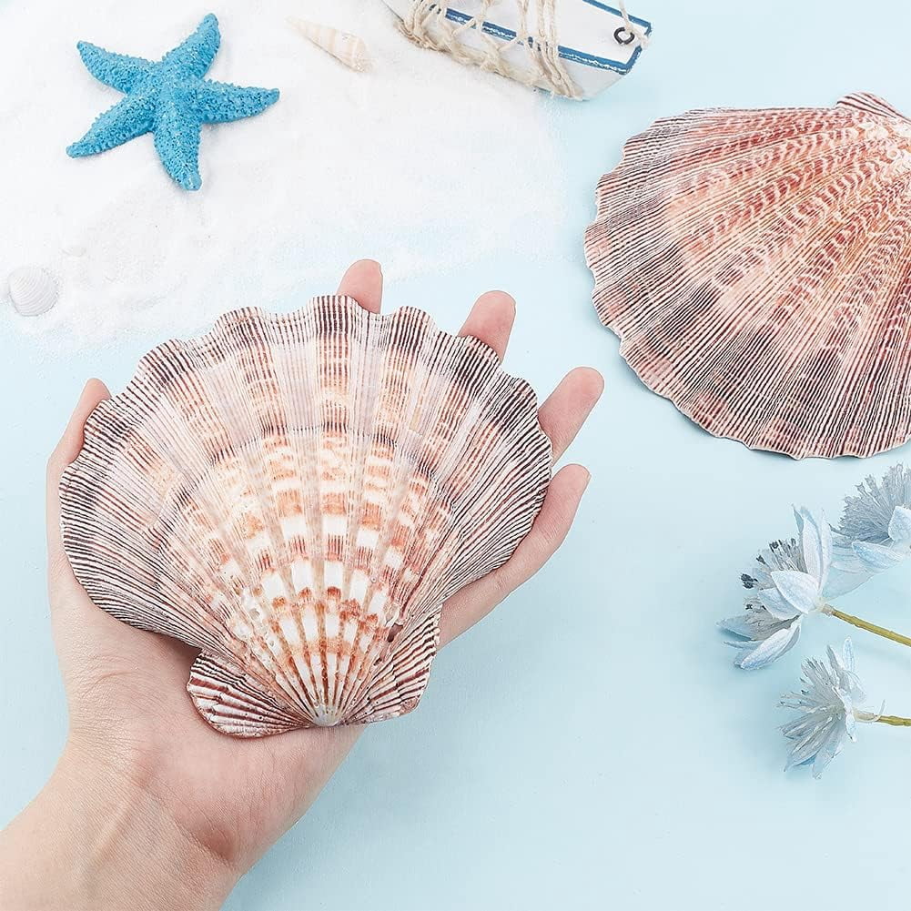 2pcs Large Scallop Shells Lions Paw Scallop Seashells 5.2-5.4 Natural Shell Beads Undrilled Baking Shells Natural