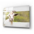 thumbnail image 2 of Epic Art 'Goat at Fence' by Lori Deiter Acrylic Glass Wall Art, 24"x16", 2 of 8