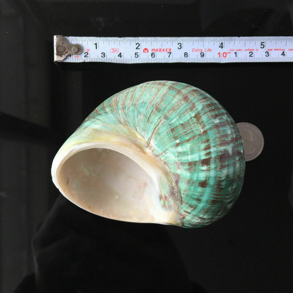 10CM Green Turbo Natural Rare Real Sea Shell Conch Stunning Healing Decor Ocean 