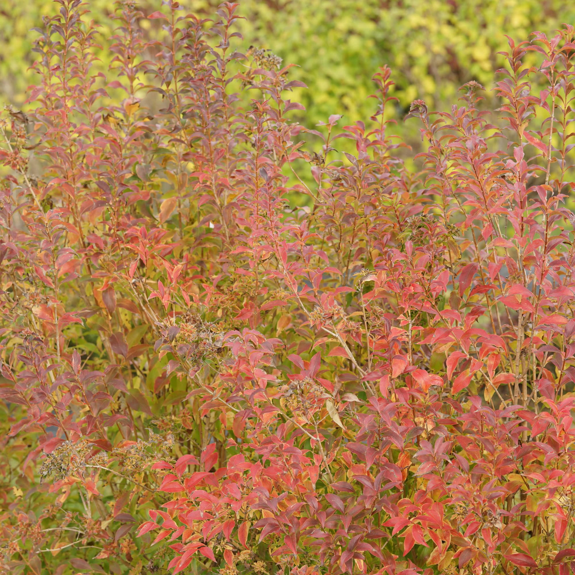 Proven Winners ColorChoice 5" Pink Sweet Emotion Blaze Hardy Abelia Live Plant in 4.5" Pot (4 Count)
