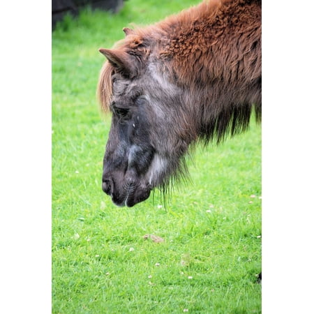 - Canvas Print Grass Equine Horse Grazing Pony Shaggy Stretched Canvas 10 x 14