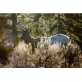 thumbnail image 2 of The Yellowstone Collection 14x11 White Modern Wood Framed Museum Art Print Titled - Bull Elk, Blacktail Deer Plateau, Yellowstone National Park, 2 of 4