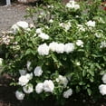 Heirloom Roses Live White Rose Plant White Floorshow Landscape Rose