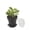 Black / 6 oz Cup, variant on Mini Serve 6 oz Black Plastic Mini Flower Pot Cup - with Lid - 3" x 3" x 3" - 100 count box