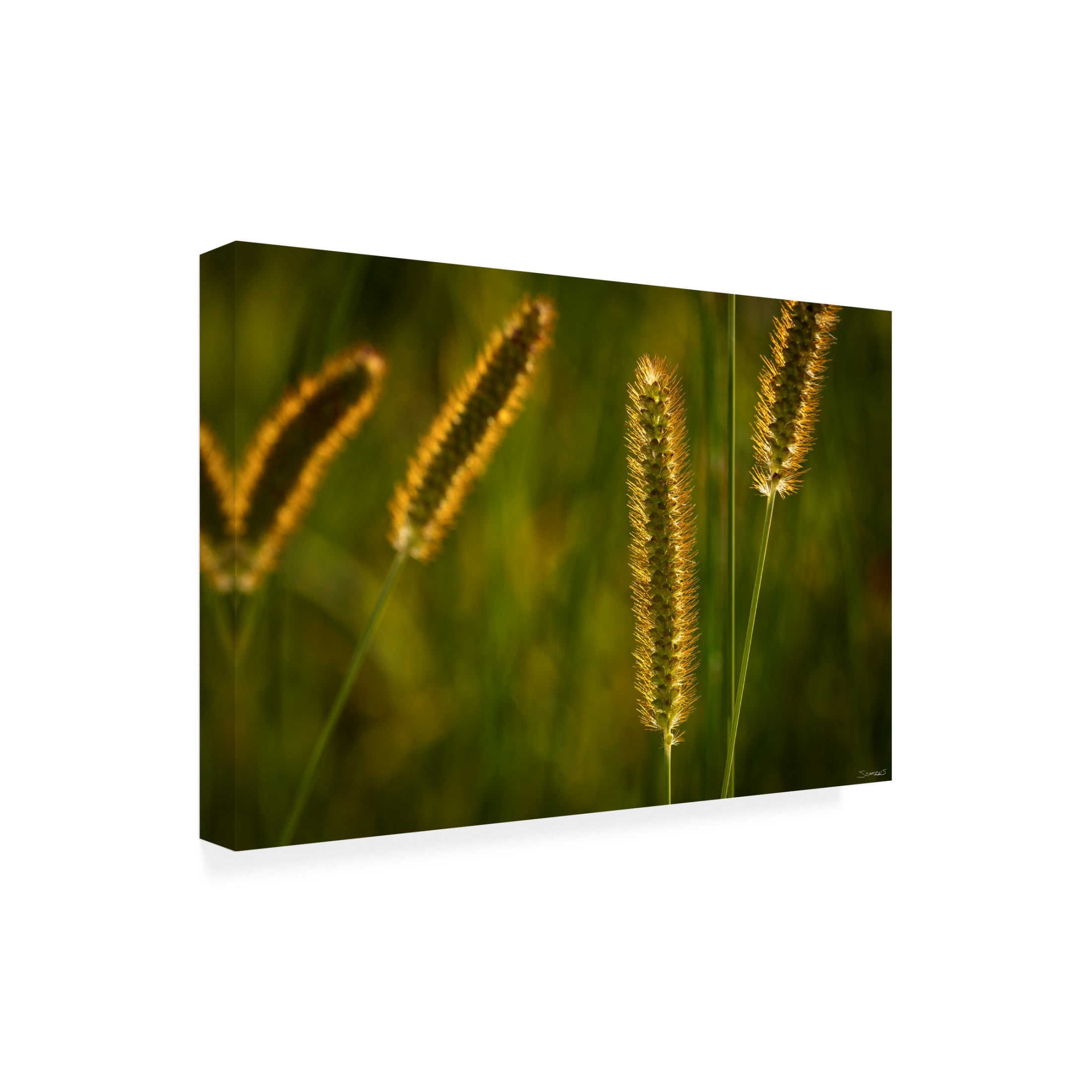 Canvas Wall Art - Gordon Semmens 'Textures 10' Wall Art for Living Room, Bedroom, or Office Décor by Trademark Fine Art - 47 x 30 Inches