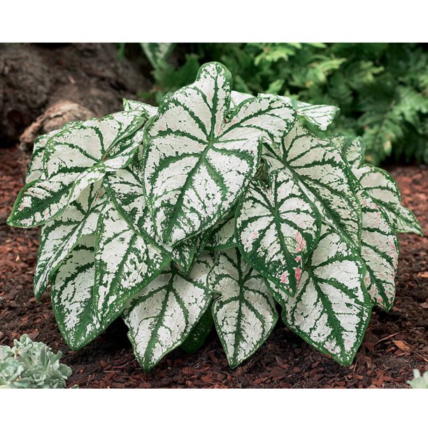 Van Zyverden Caladiums, Fancy Leaf White Christmas, Set of 6 Bulbs