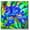 a, variant on Iris - Easy Grow-Garden All Year, Excellent Display, Ideal for Beds Borders, Plant Pots & Planters