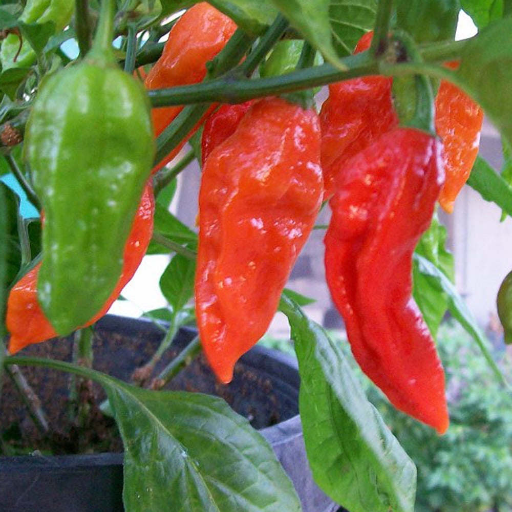 Ghost Pepper Crushed / Dried Ghost Chili Flakes - Quality Guaranteed 1lb