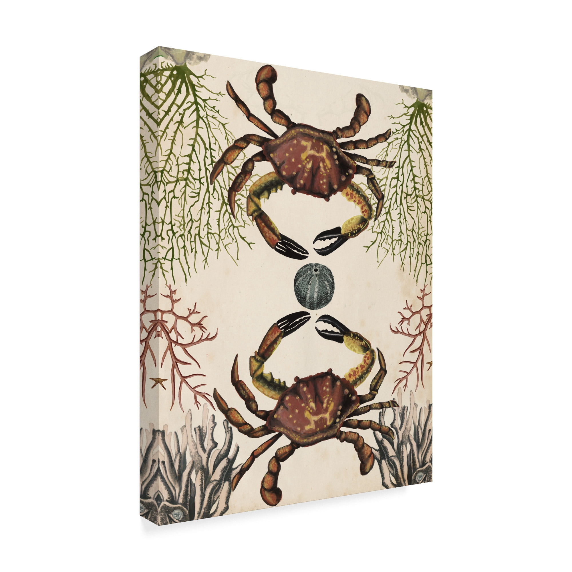 Trademark Fine Art 'Antiquarian Menagerie Crab' Canvas Art by Naomi McCavitt