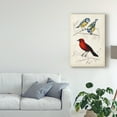 thumbnail image 3 of Trademark Fine Art 'D'Orbigny Birds III' Canvas Art by M. Charles D'Orbigny, 3 of 4