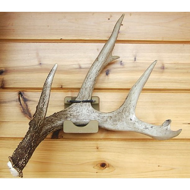 Wall Mounted Shed Antler Display By Antleritis 7051 Easily Hang Your Prizes Shed Antlers By Shed Bed From Usa Walmart Com Walmart Com