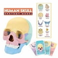 Human Anatomy Skull Model, Puzzle of Skull and 3 Knowledge Flash Cards