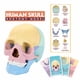 thumbnail image 1 of Modelo de Cráneo Humano 4D onlyliua ensamblado desmontable Decoración, 1 of 7