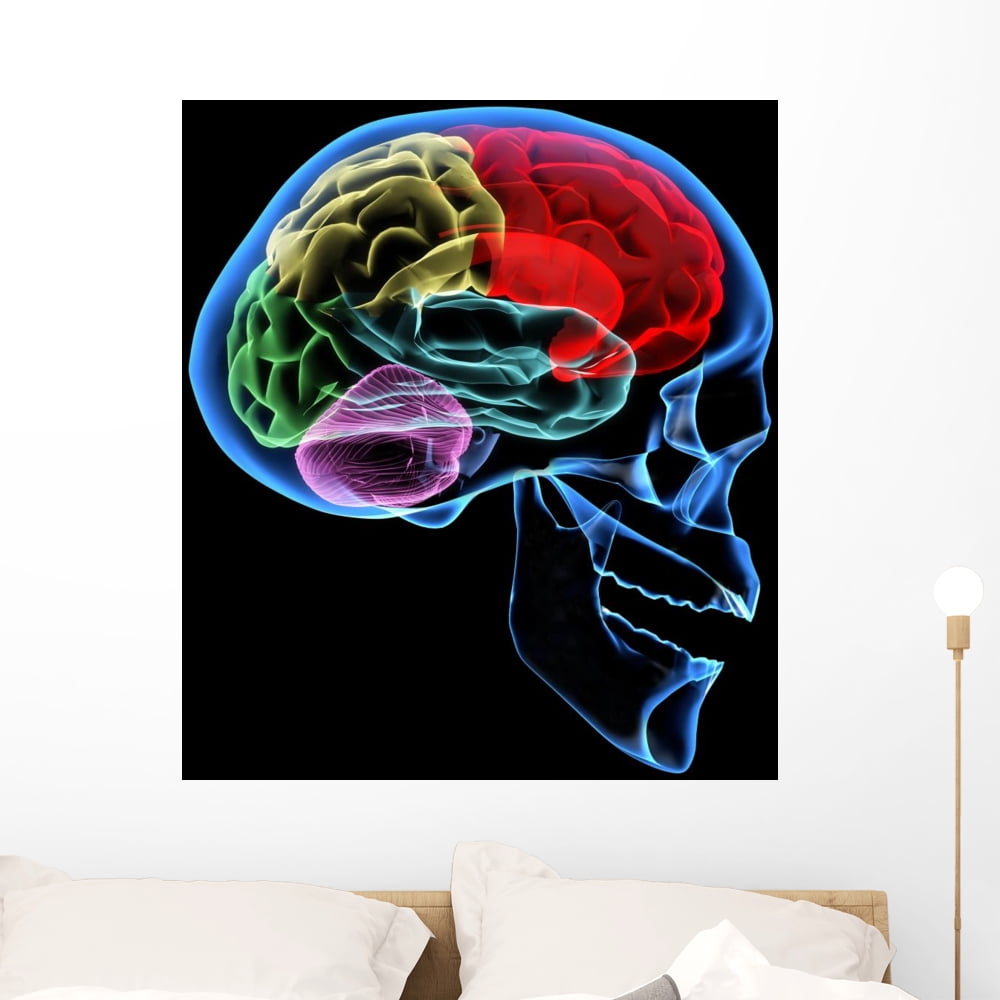 Human Brain Wall Mural by Wallmonkeys Peel and Stick Graphic (36 in H x ...