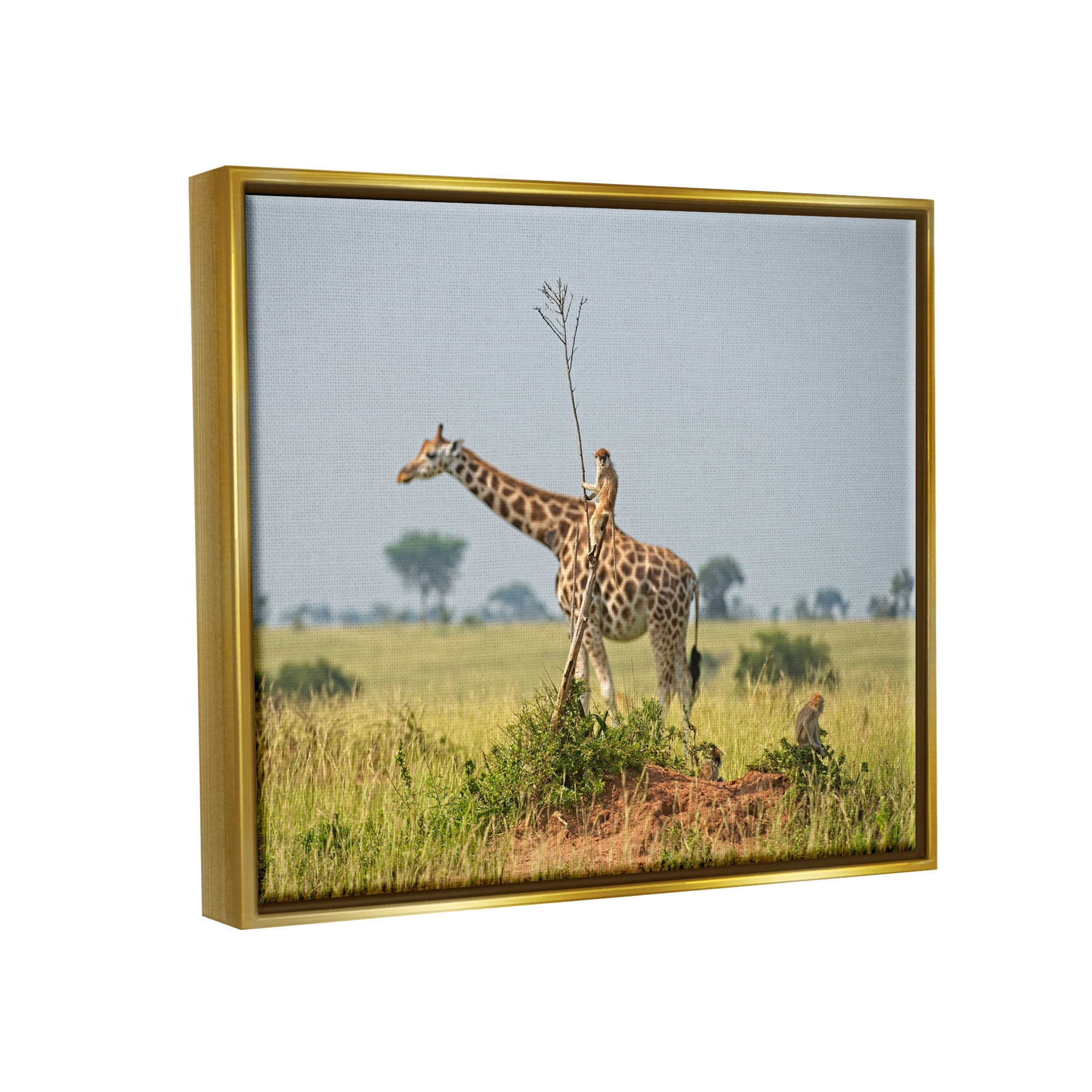Stupell Industries Monkey Riding Giraffe Animals & Insects Photography Gold Floater Framed Canvas Art Print Wall Art, 21 x 17