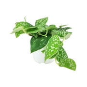 Satin Pothos Scindapsus Pictus (4" Grower Pot) - Heart-shaped Houseplant for Home and Office Decoration