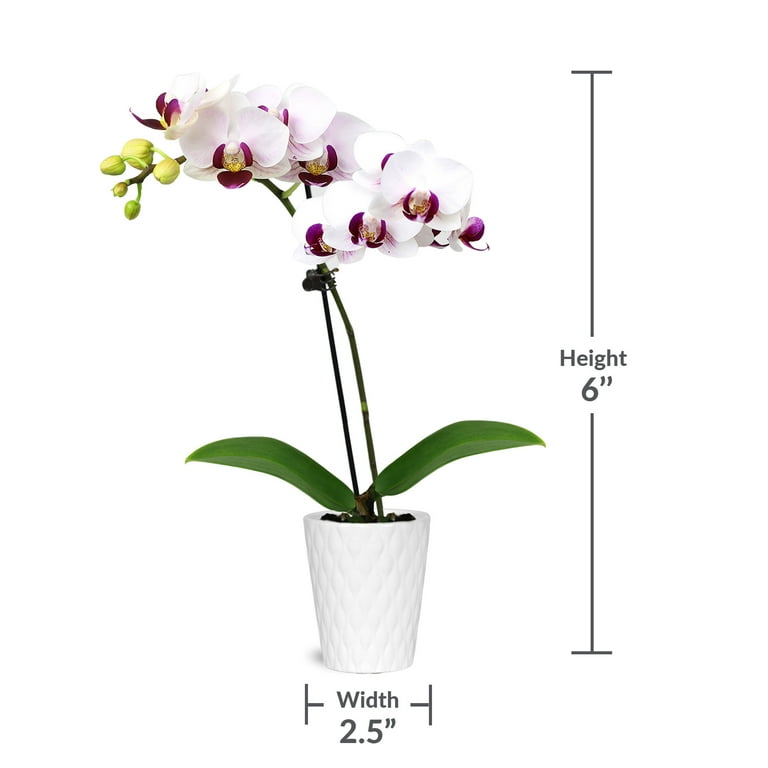 Just Add Ice 20-Pack Mini Assorted White Orchids Live Plant Party