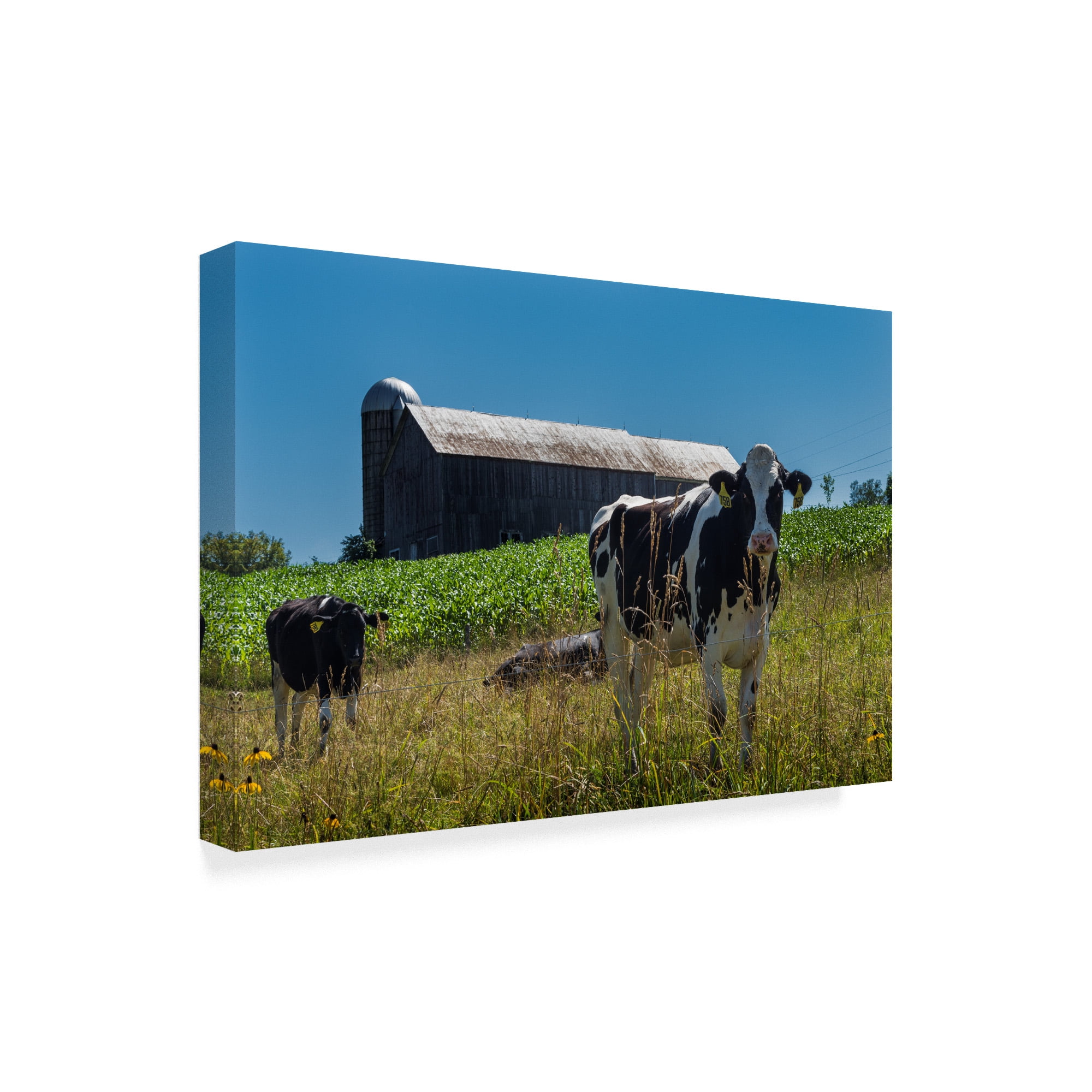 Trademark Fine Art 'Dairy Farm Rustic' Canvas Art by Brenda Petrella Photography Llc