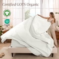 thumbnail image 3 of Bare Home Organic Percale Sheet Set - 100% Organic Cotton - Twin XL, Cream, 3 of 10