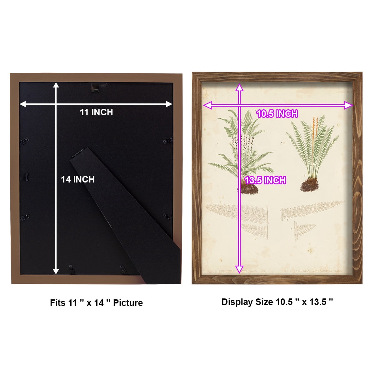Fern Study III -Framed Print w/glass-Walnut