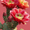 Cactus, variant on Football Beer Tailgating Sports Fan Canvas Game Day Bar Home Bedroom Living Room Wall Decor Art