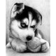 thumbnail image 1 of NAIYUE DIY 5D Diamond Painting Kit Huskie Patrón Rhinestone Mosaico NAIYUE pintura de diamantes, 1 of 7