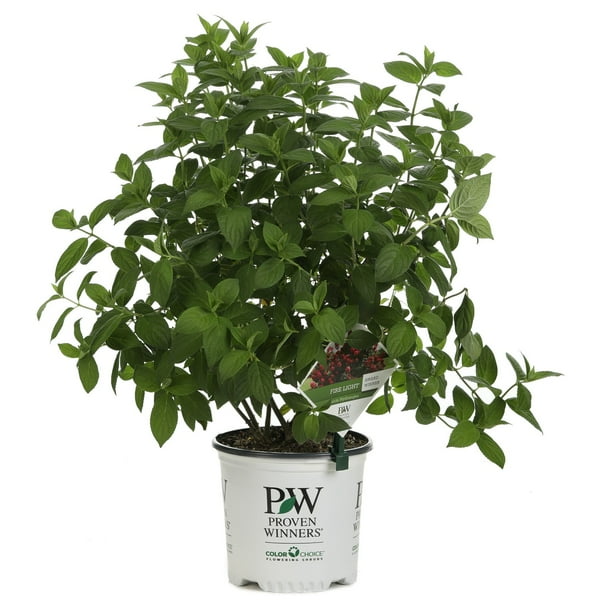 Proven Winners Fire Light Hardy Hydrangea Paniculata Live Shrub Walmart Com