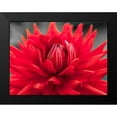 thumbnail image 2 of Frank, Assaf 24x19 Black Modern Framed Museum Art Print Titled - Dahlia Flowers, 2 of 5